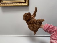 TOY POODLE 3 ERKEK ADANA