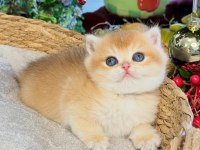 Dünyanın en güzel british shorthair kedisi