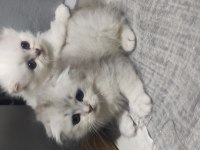 Scottish fold ve scottish longhair bebişlerimiz