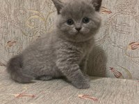 British shorthair kedimiz