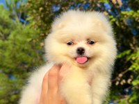 Pomeranian Boo Teddy Face 