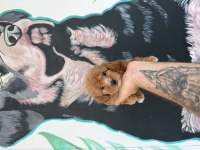 A kalite mini boy Maltipoo
