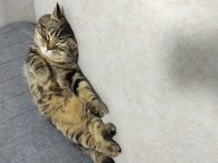 Uyku arkadaşı stres ilacı Balımmm kedim