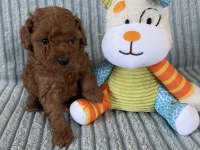 Eşsiz Güzellikte Toy Poodle Yavru