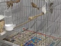 12 adet bakıcı Bengal ispinozu