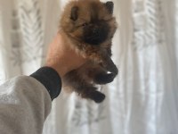 Pomeranian boo minyatür