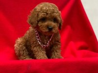 Toy Poodle Tavrular