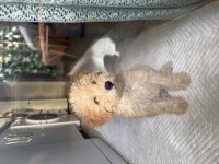 3 Aylık Maltipoo