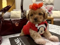 Küçük maltipoo kızım Miniş