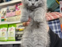 Ankaranın en güzel scottish fold bebekleri