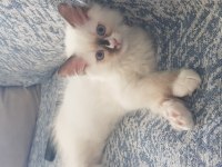 Safkan Ragdoll Yavrularımız Yeni Yuvalarını Arıyor