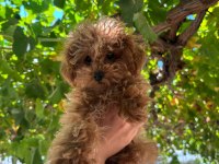 Sevimli toy poodle
