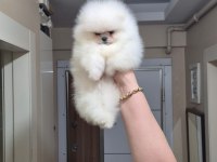 En üst kalite gülen yüz pomeranian boo ayı surat