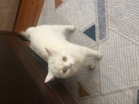 BRİTİSH KEDİM İÇİN EŞ ARANIYOR