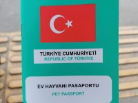 Dişi sultan kedimize erkek aday arıyoruz