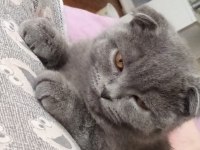 Scottish fold kedimiz uygun ev aranıyor