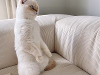 ERKEK SCOTTİSH FOLD KEDİME EŞ ARIYORUZ