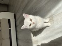 SLİVER YAVRU KEDİMİZ