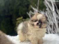 Pomeranian boo dişi yavrularımız