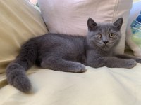 British Shorthair Sahiplendirme