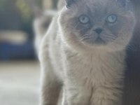 EV KEDİSİ BRITISH VE SCOTTISH FOLD İZMİR MANİSA