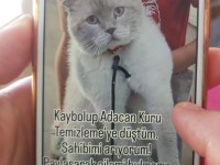 Cins kedimiz british