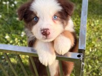 Petmode Köpek Çiftliğinden Border Collie Yavrular