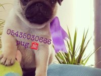 Pug yavruları geldi safkan orjinal