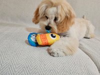 Yurt dışı sebebi kaynaklı maltipoo sahiplendirme