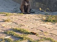 Sivas kangalı Ankara karası yavruları mevcuttur