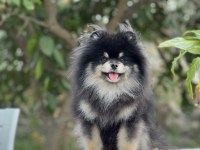 Black tan Pomeranian Boo erkek