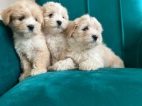 Sağlık Garantili Maltipoo Yavrular