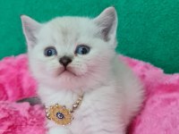 BLUEPOİNT BRİTİSH SHORTHAİR