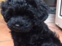 Solid black maltipoo yavrular