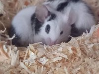 Lab - Rat - Dumbo Rat - Panda Mice Adrese Teslim Mevcut