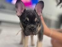 3 aylık fransız bulldog blue tan