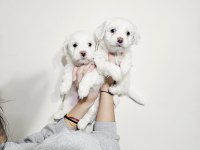 Maltese minikler
