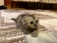 2 adet scottish fold Ankara