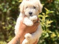 2 aylık dişi toy poodle