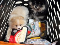 40 Günlük Pomeranian siyah ve beyaz