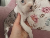 Fransız bulldog