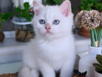 Safkan British Shorthair Show Kalite Yavrular
