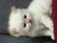 KAR TOPU İRAN KEDİLERİ