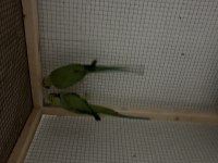 Pakistan Papağanı Çift