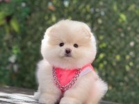Pomeranian krem beyaz renk