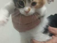 Maine coon dişi yavru 2 aylık