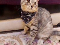 5 Aylık British Shorthair