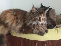 Şecereli maine coon yavrular 2.5 aylık