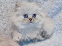 Harika bir minik british longhair