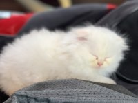 Scottish fold longhair dünya tatlısı hediye niyetine